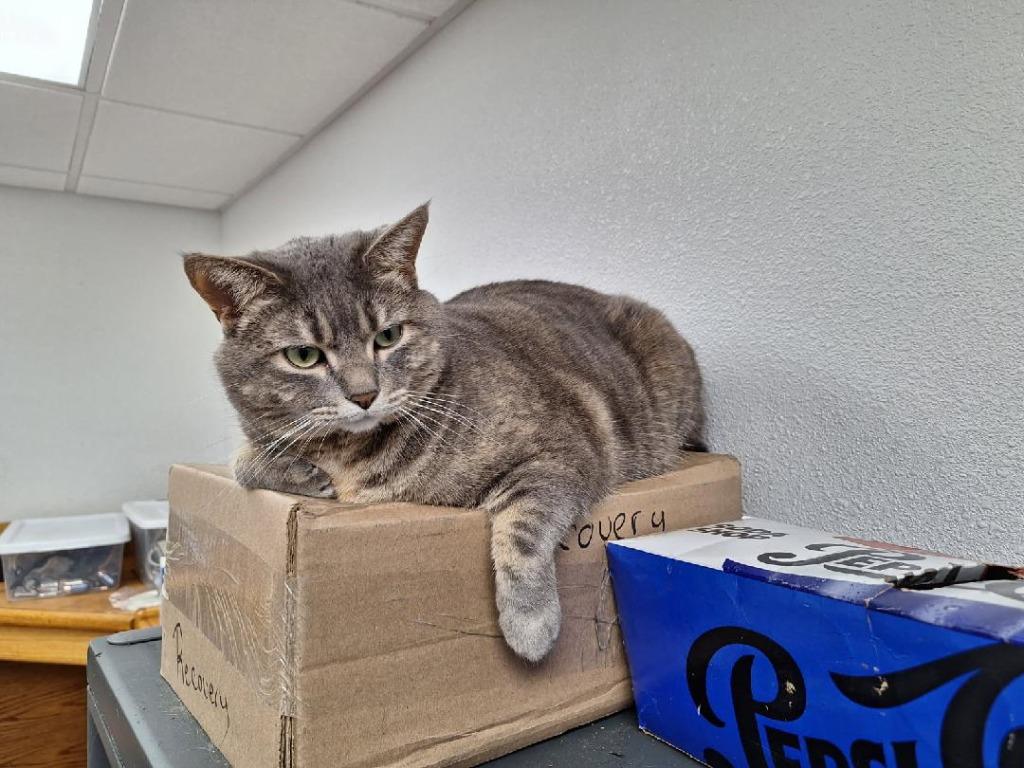 Jabba, a Adoptable Torbie in Grand Junction, CO image 4/4
