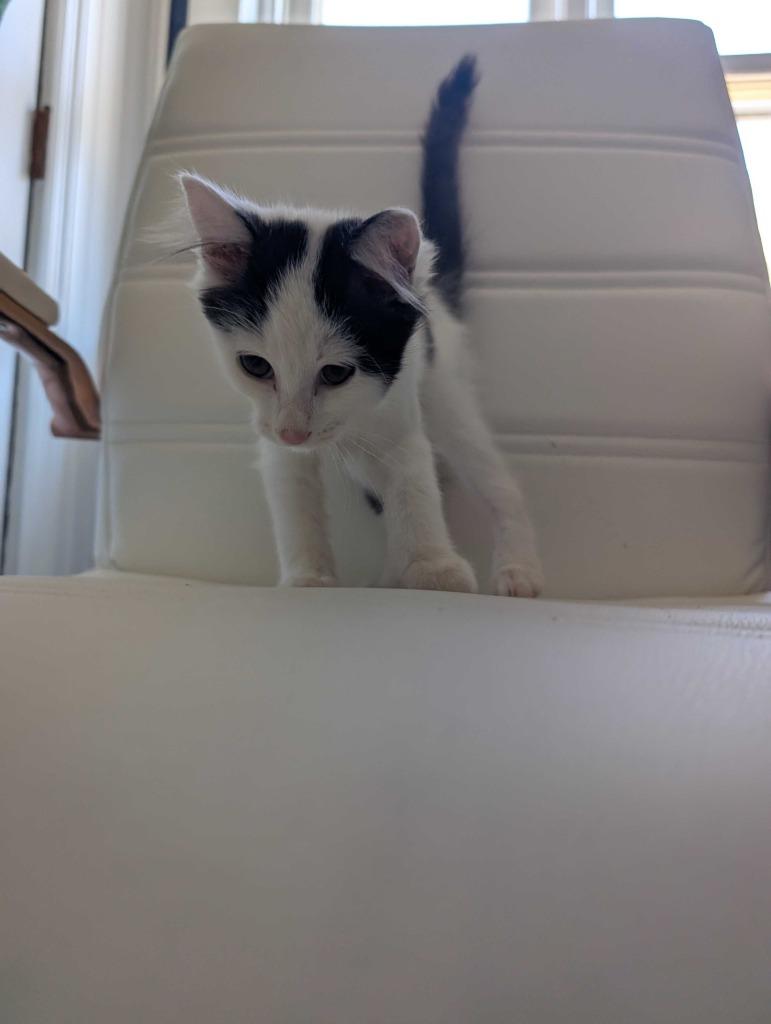 BETTY SPAGHETTI, Adoptable, Kitten Female Domestic Medium Hair.