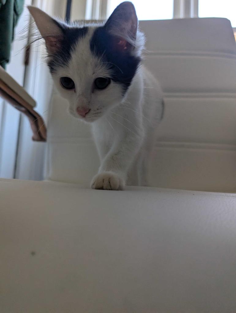 BETTY SPAGHETTI, a Adoptable mixed breed in Athens, AL image 2/6