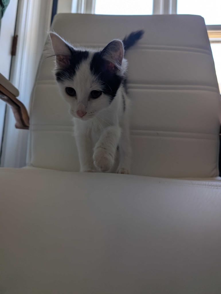 BETTY SPAGHETTI, a Adoptable mixed breed in Athens, AL image 4/6