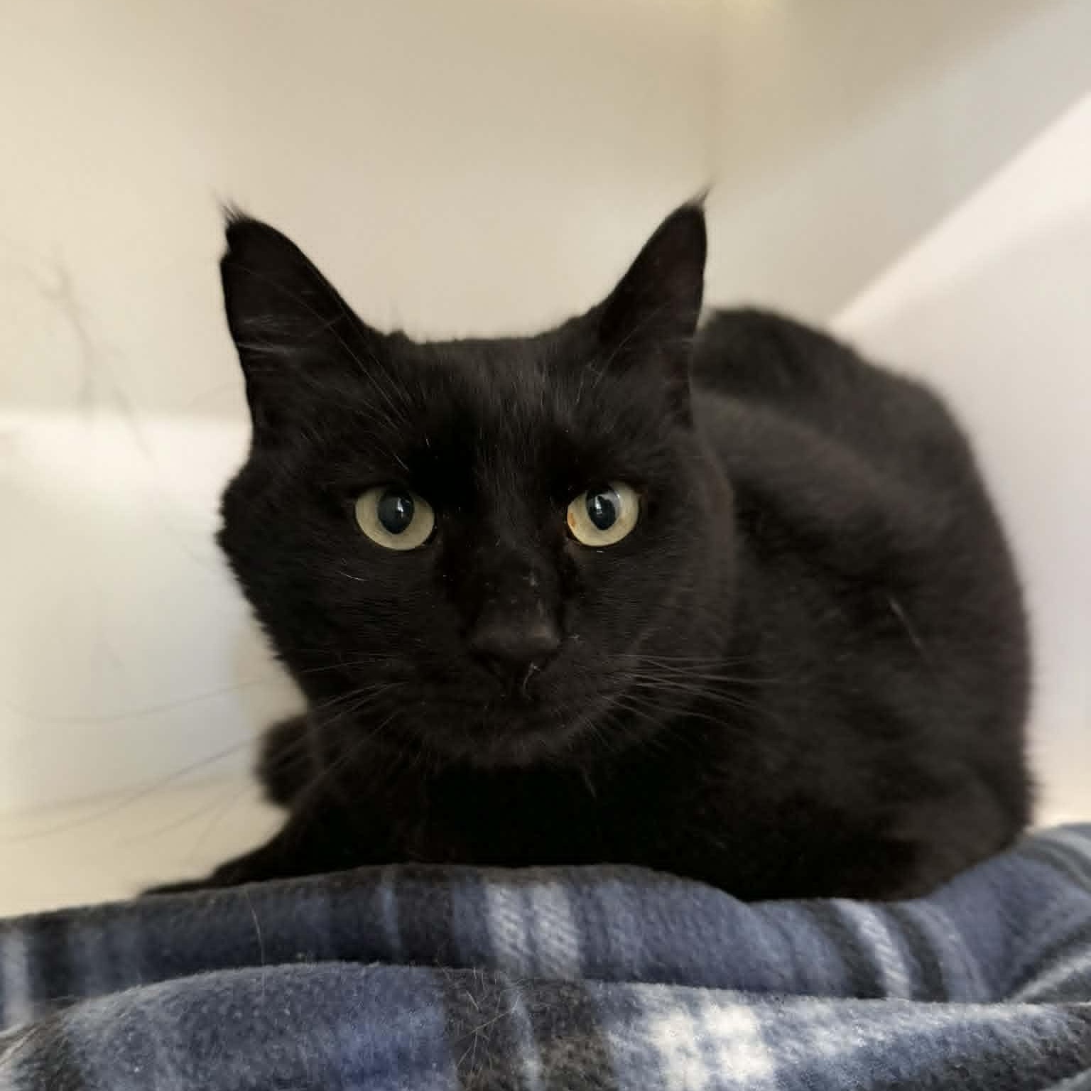 Waylon, ADOPTABLE, Adult Male Domestic Short Hair.