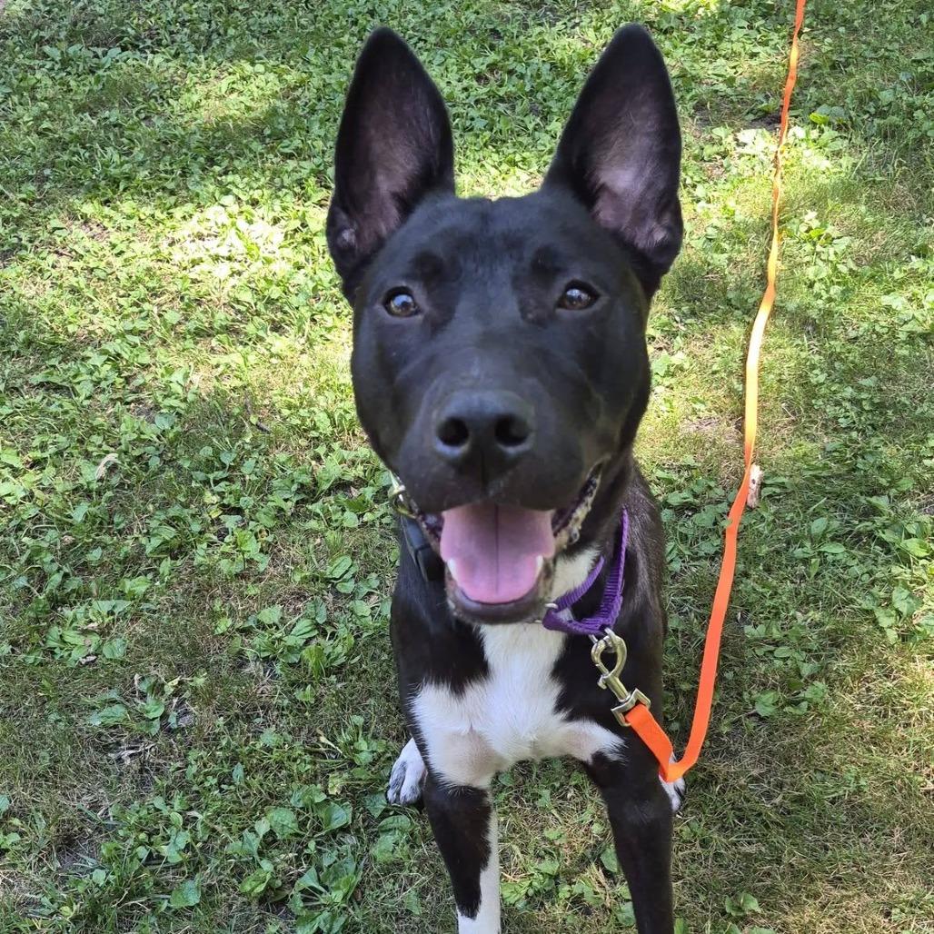 Oden, Adoptable, Young Male Pit Bull Terrier.
