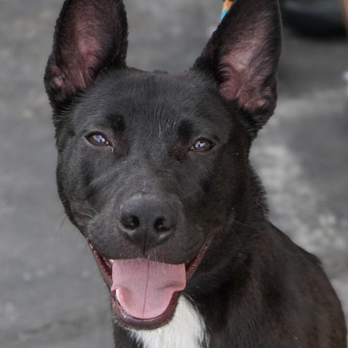 Oden, Adoptable, Young Male Pit Bull Terrier.