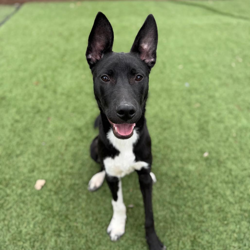 Oden, Adoptable, Young Male Pit Bull Terrier.