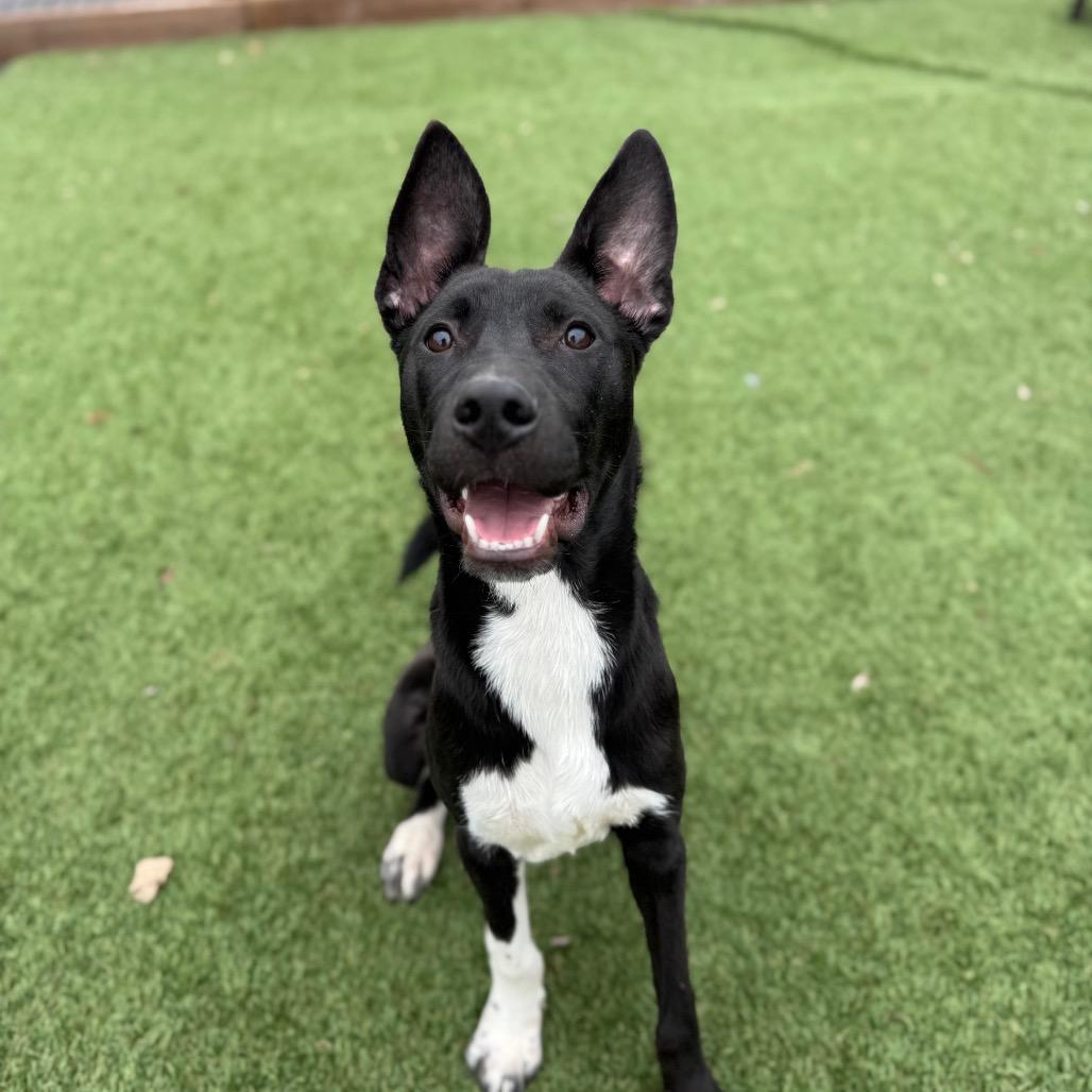Enlarge Oden, a Adoptable Pit Bull Terrier in Blaine, MN image 2/4