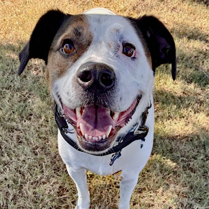 Knox, Adoptable, Adult Male Retriever & Hound.
