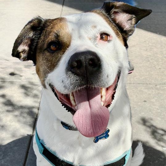 Knox, a Adoptable mixed breed in Oklahoma City, OK image 3/6