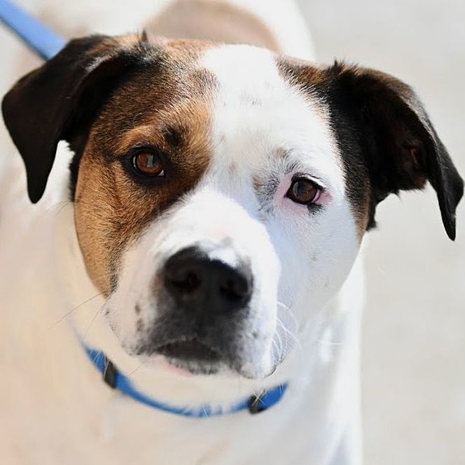 Knox, a Adoptable mixed breed in Oklahoma City, OK image 4/6