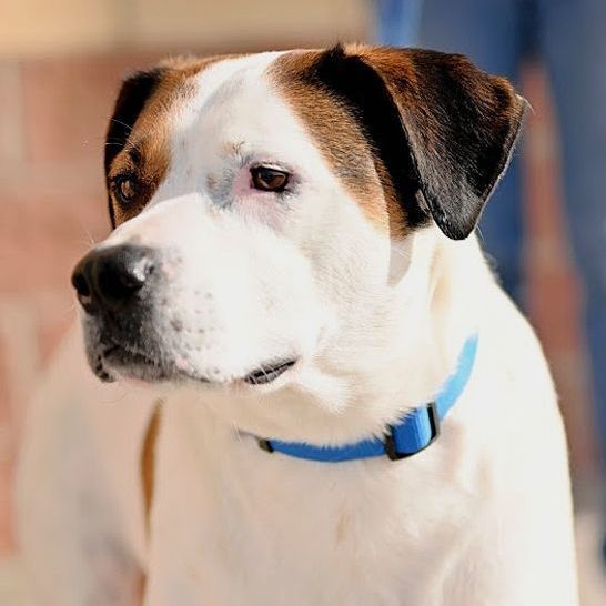 Knox, a Adoptable mixed breed in Oklahoma City, OK image 5/6