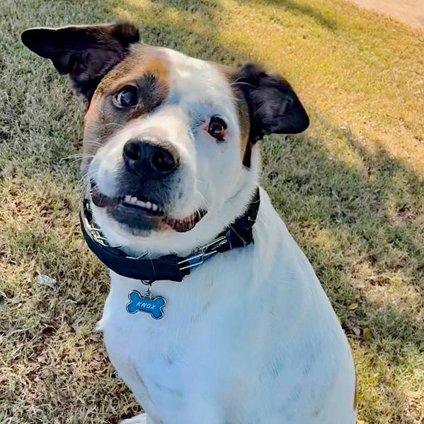 Knox, a Adoptable mixed breed in Oklahoma City, OK image 2/6