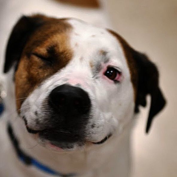 Knox, a Adoptable mixed breed in Oklahoma City, OK image 6/6