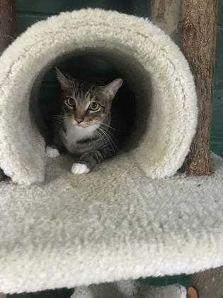 Stephan, Adoptable, Senior Male Domestic Short Hair & Domestic Short Hair.