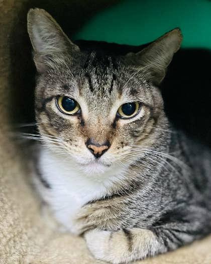 Enlarge Stephan, a Adoptable Domestic Short Hair in River Ridge, LA image 2/3