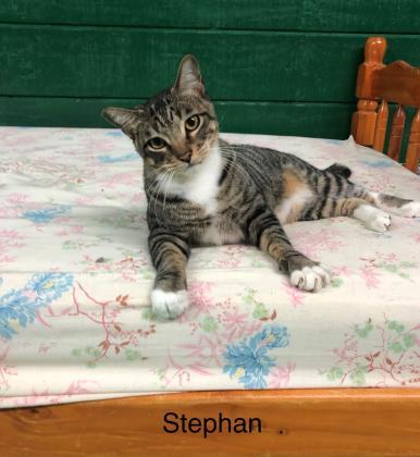 Stephan, a Adoptable Domestic Short Hair in River Ridge, LA image 2/3