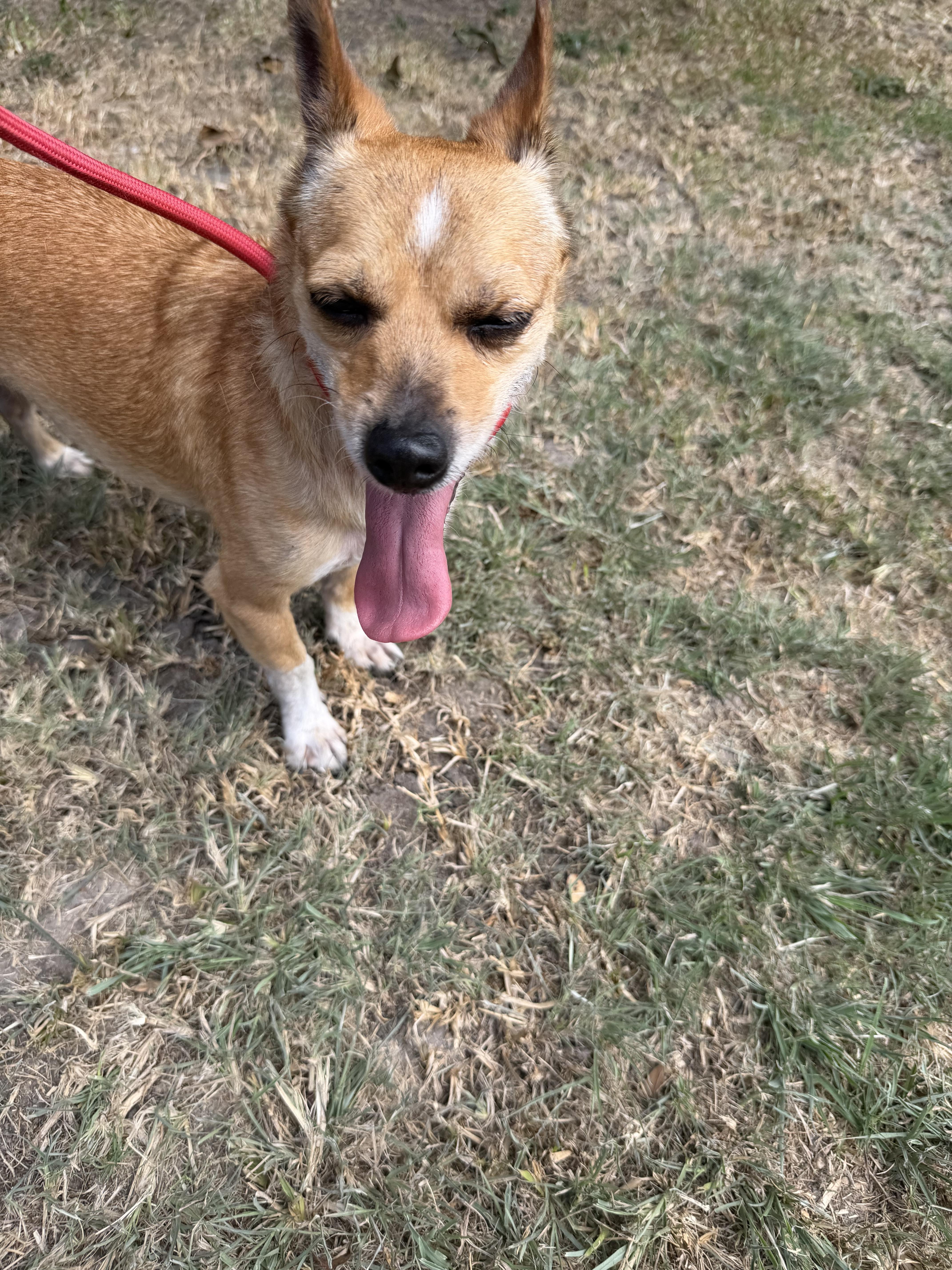 Enlarge Levi, a ADOPTABLE mixed breed in Westerly, RI image 2/4