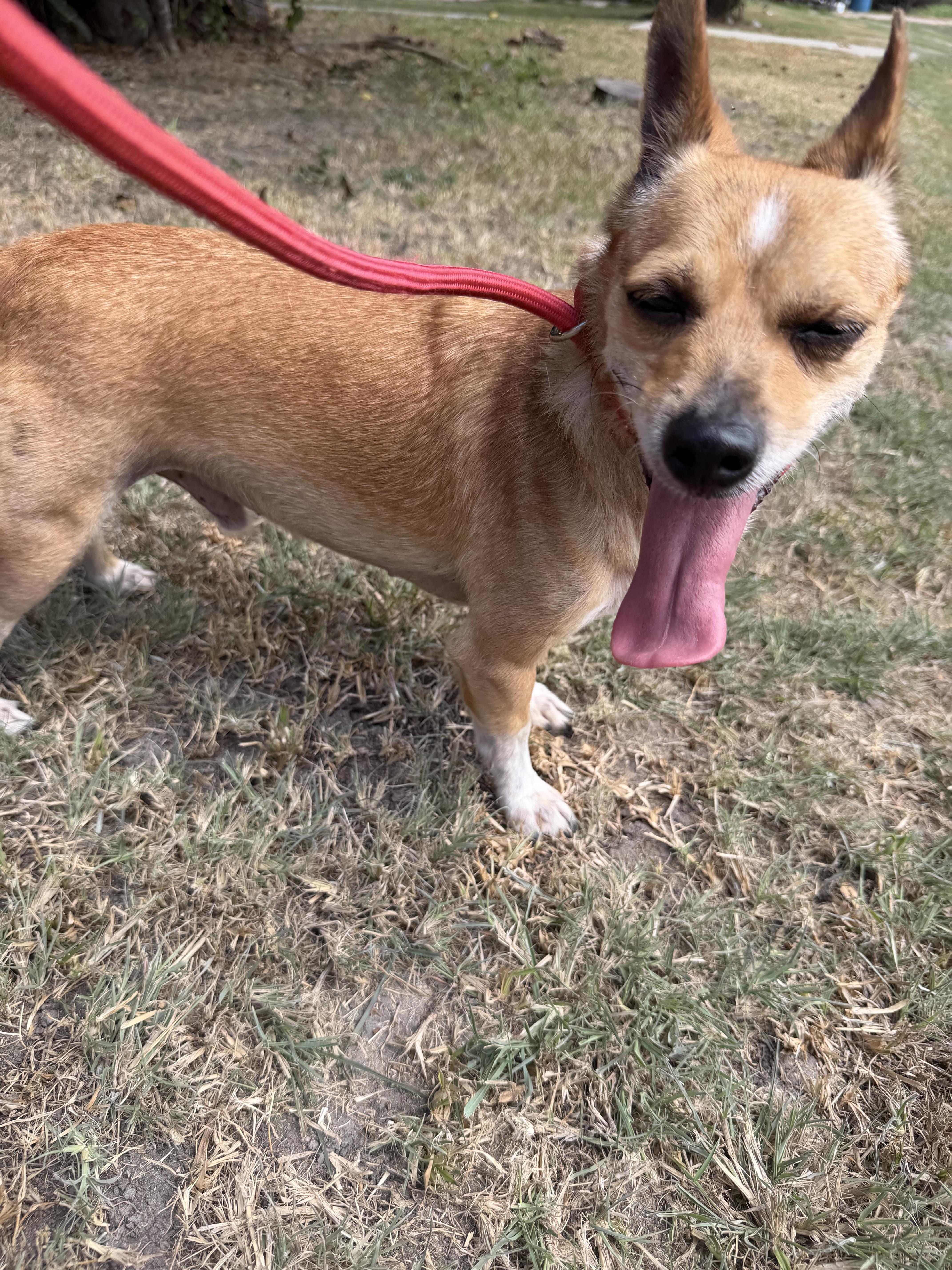 Enlarge Levi, a ADOPTABLE mixed breed in Westerly, RI image 3/4