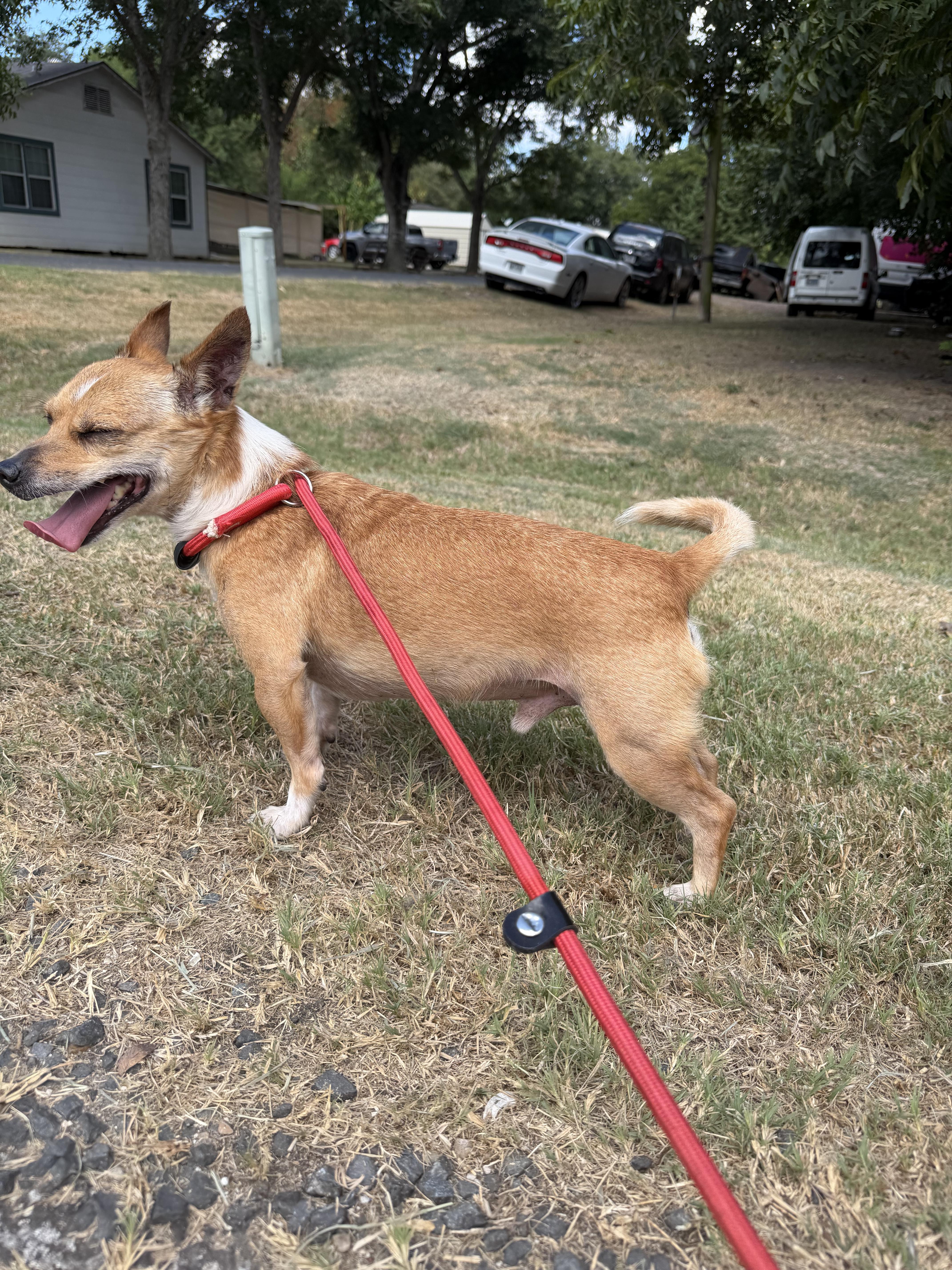 Levi, ADOPTABLE, Adult Male Jack Russell Terrier.