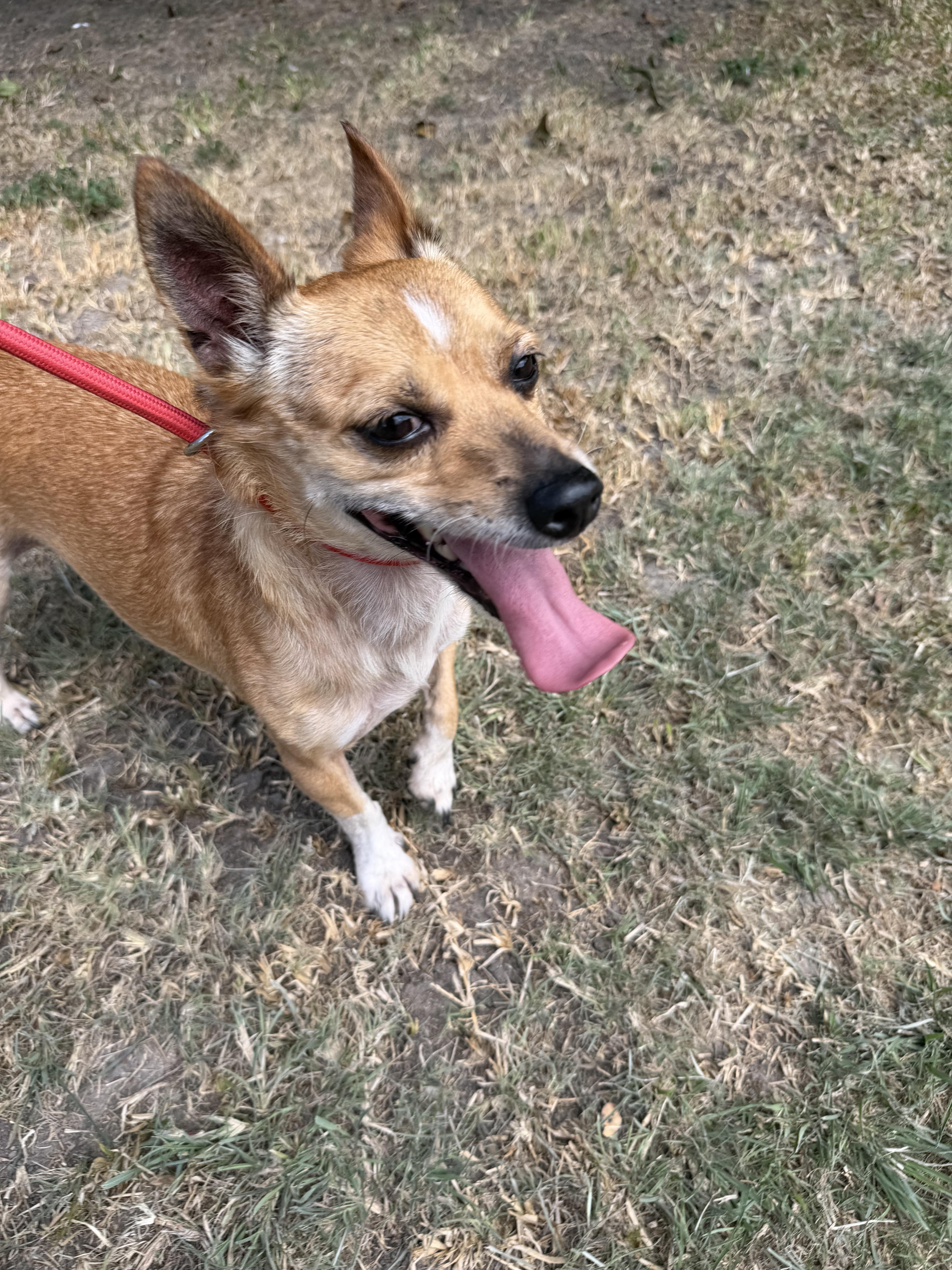 Enlarge Levi, a ADOPTABLE mixed breed in Westerly, RI image 4/4