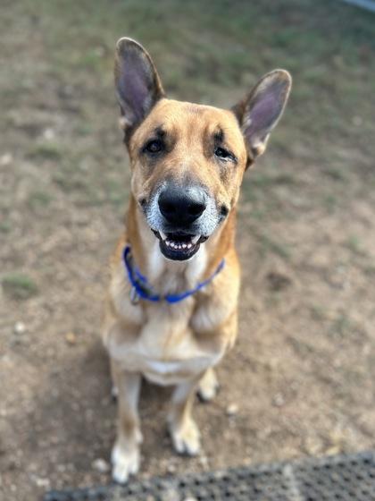 Enlarge Eldritch (in foster), a Adoptable mixed breed in San Marcos, TX image 1/3