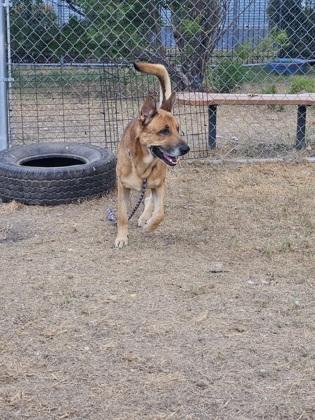 Enlarge Eldritch (in foster), a Adoptable mixed breed in San Marcos, TX image 2/3