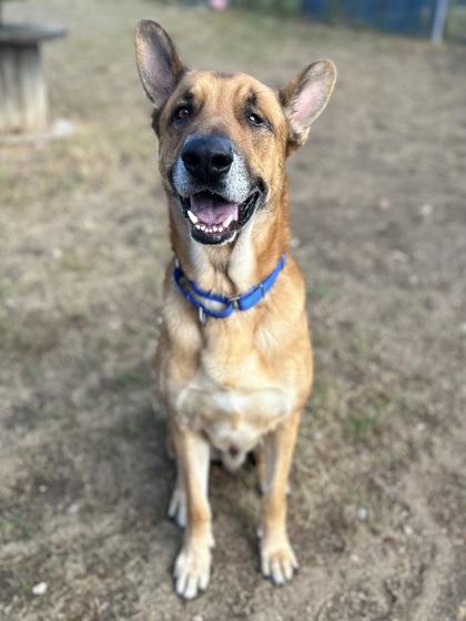 Enlarge Eldritch (in foster), a Adoptable mixed breed in San Marcos, TX image 3/3