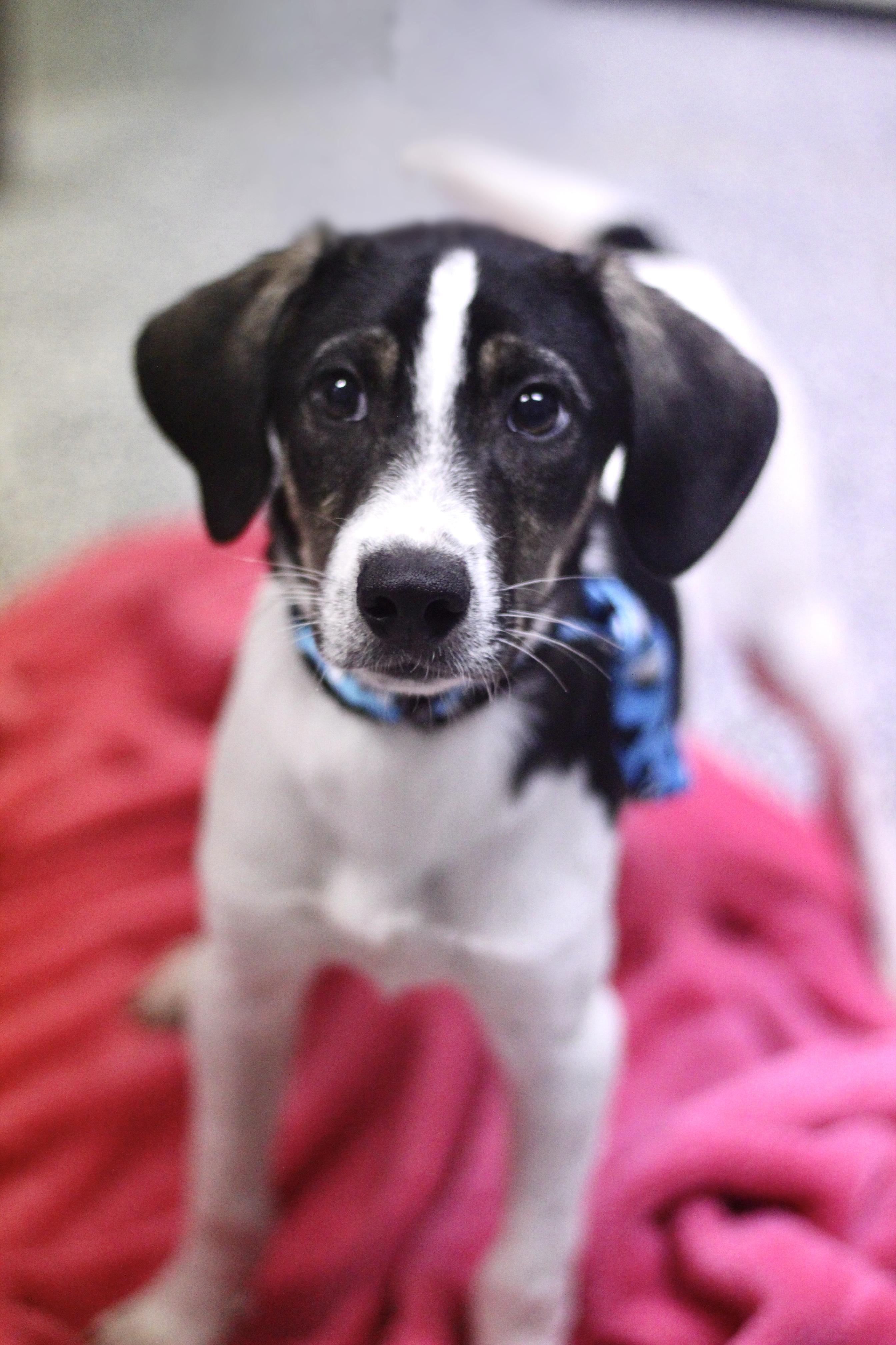 Kirsto in NH. Come Meet our Adoptable Dogs Wednesday-Saturday. More info in Bio, a ADOPTABLE mixed breed in Manchester, NH image 2/2