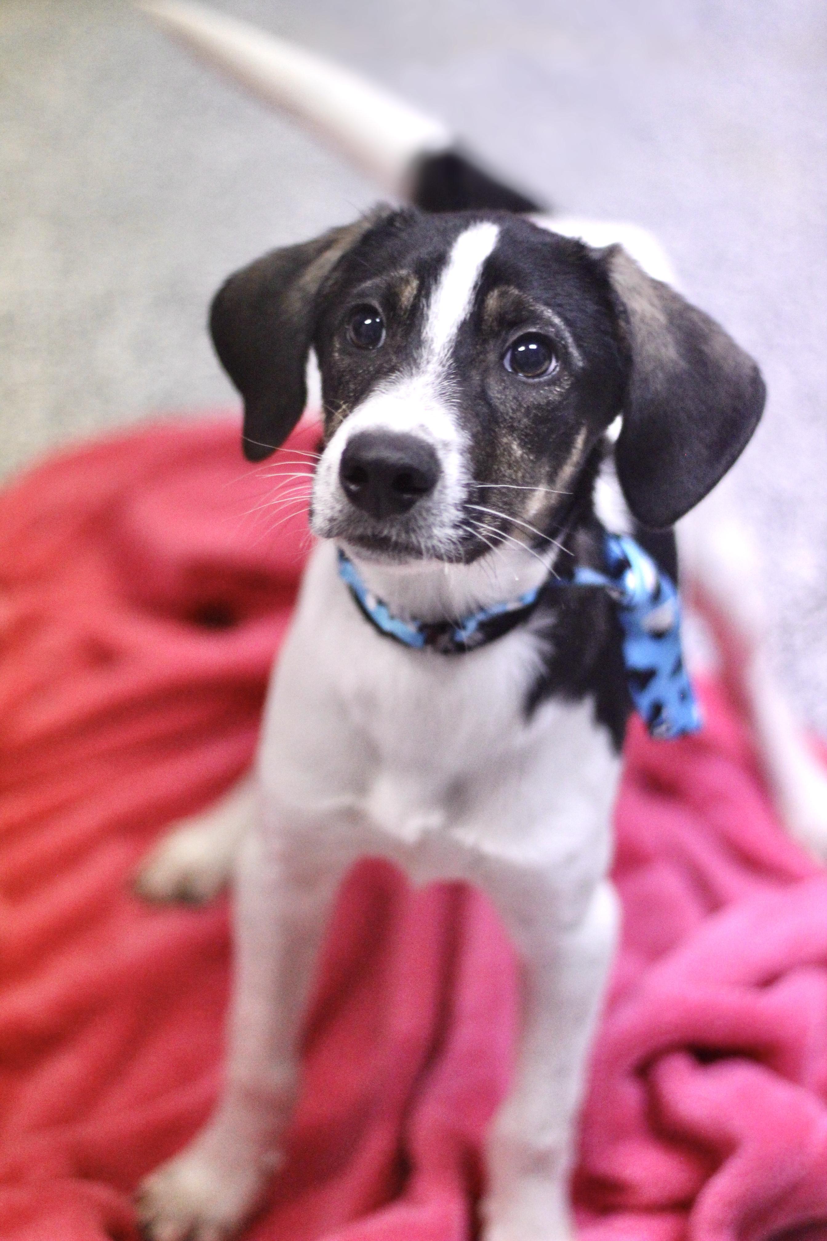 Kirsto in NH. Come Meet our Adoptable Dogs Wednesday-Saturday. More info in Bio, a ADOPTABLE mixed breed in Manchester, NH image 1/2
