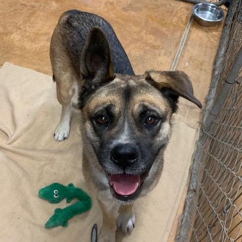 Akira, a Adoptable mixed breed in Thayne, WY image 4/6