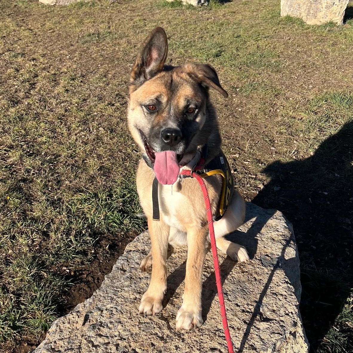 Akira, a Adoptable mixed breed in Thayne, WY image 5/6