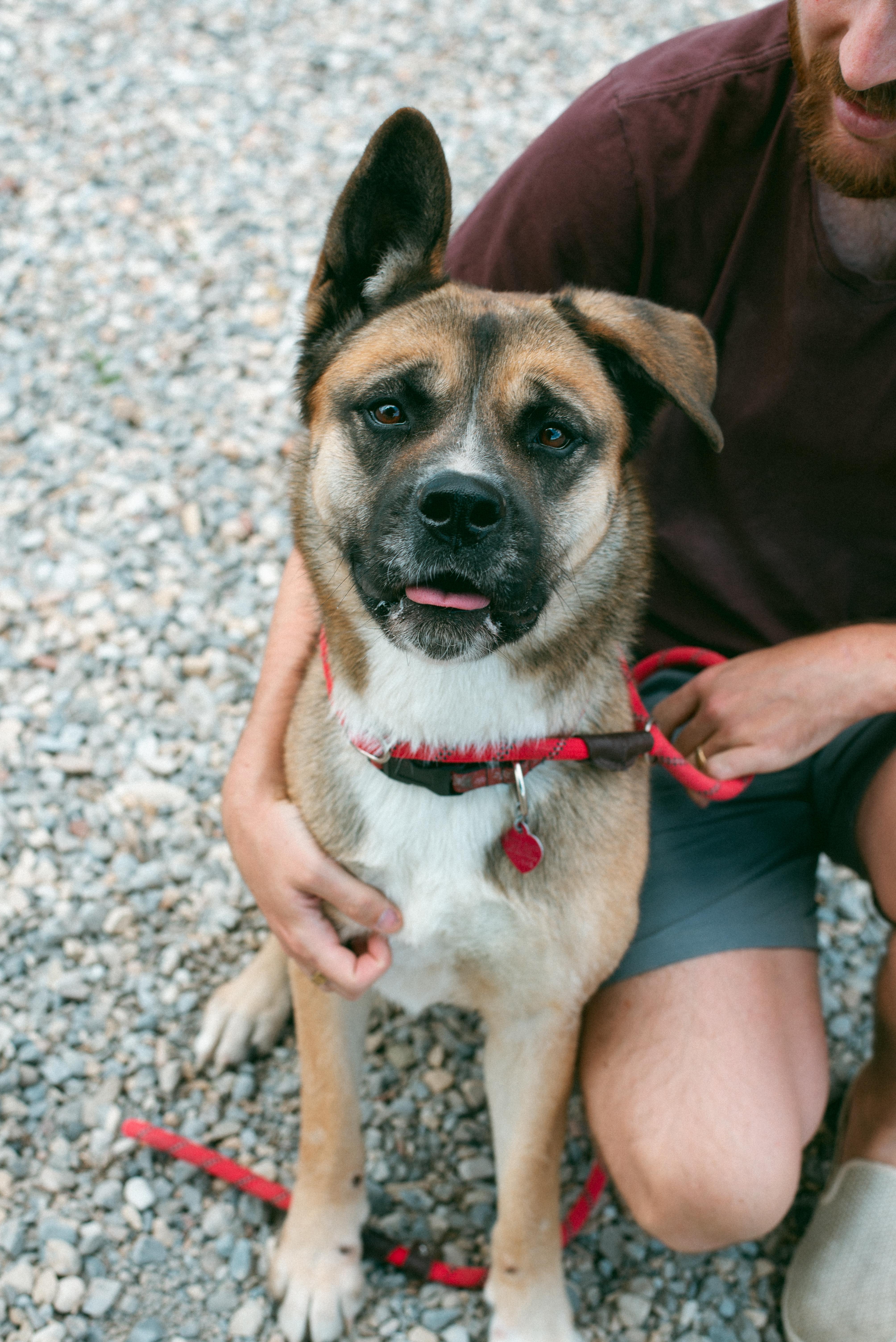 Akira, an adoptable Akita, German Shepherd Dog in Thayne, WY, 83127 | Photo Image 5