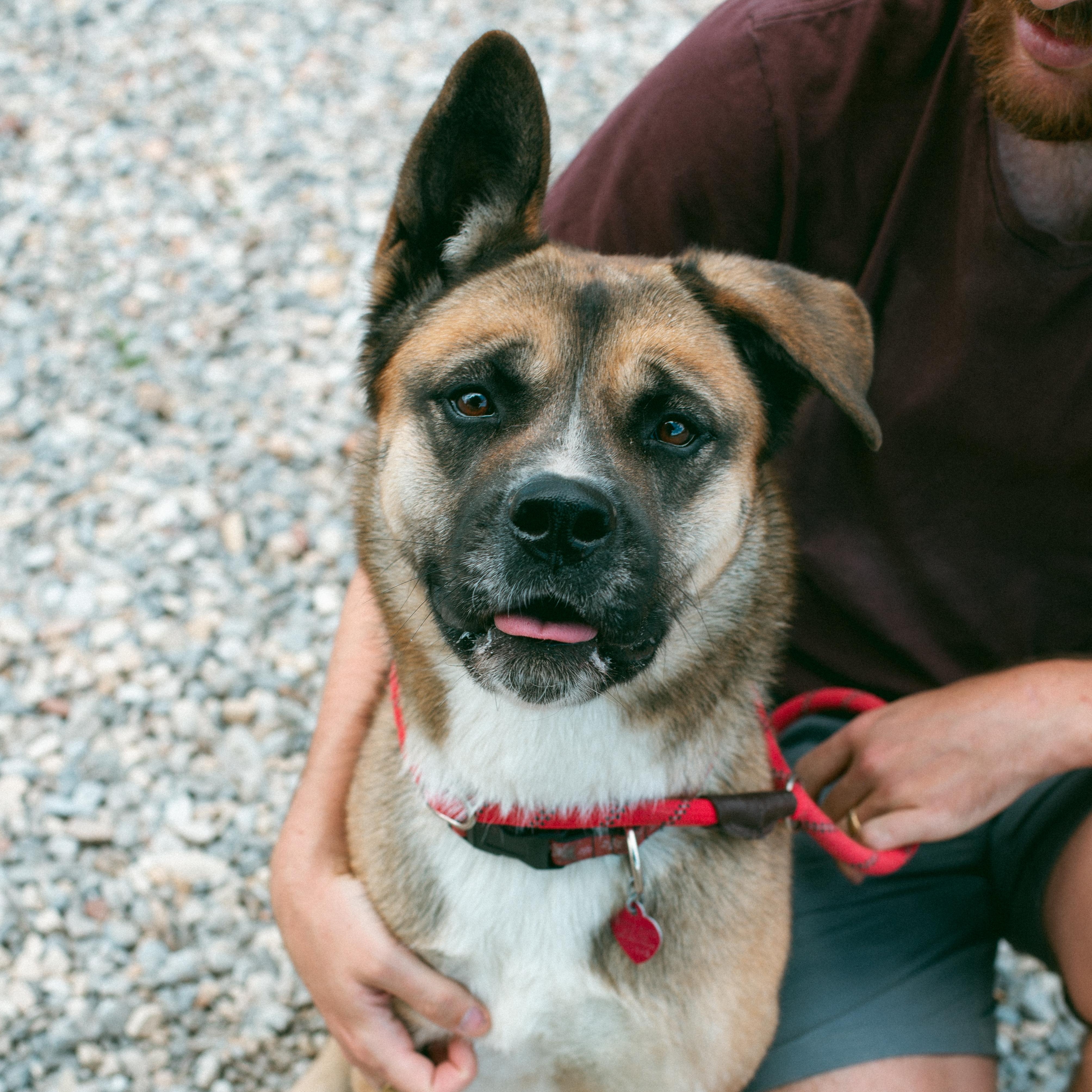 Akira, a Adoptable mixed breed in Thayne, WY image 6/6