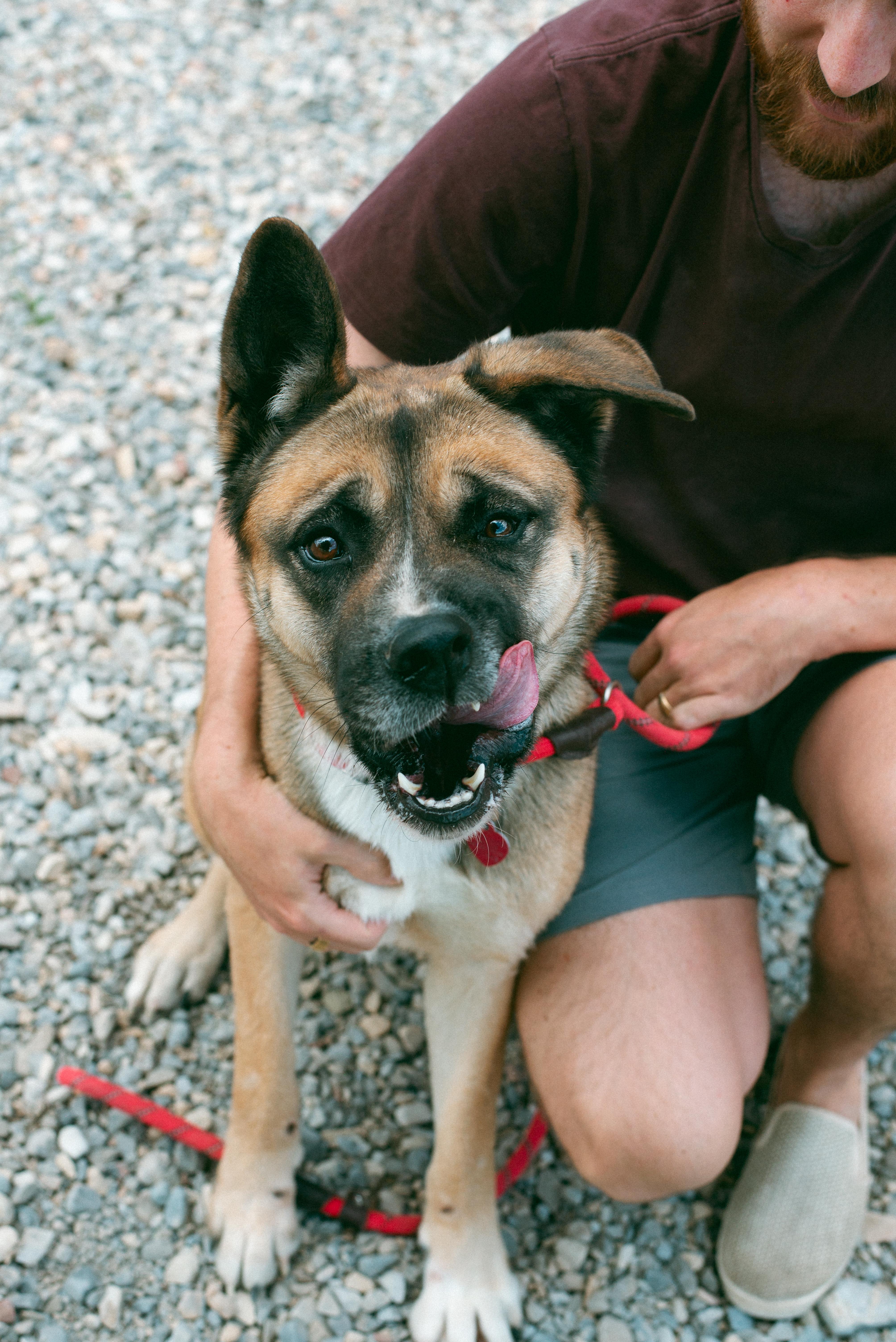 Akira, an adoptable Akita, German Shepherd Dog in Thayne, WY, 83127 | Photo Image 4