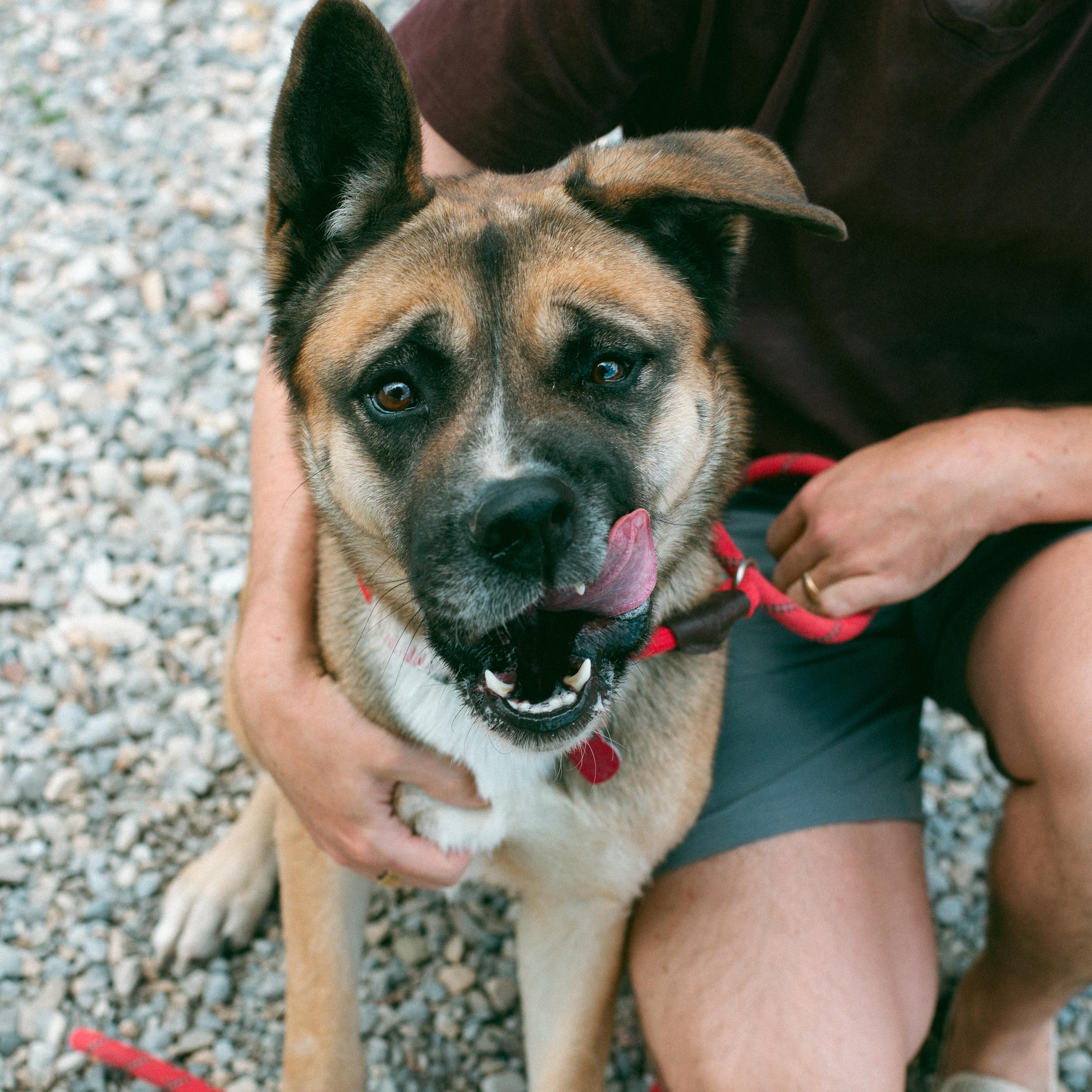 Akira, a Adoptable mixed breed in Thayne, WY image 3/6