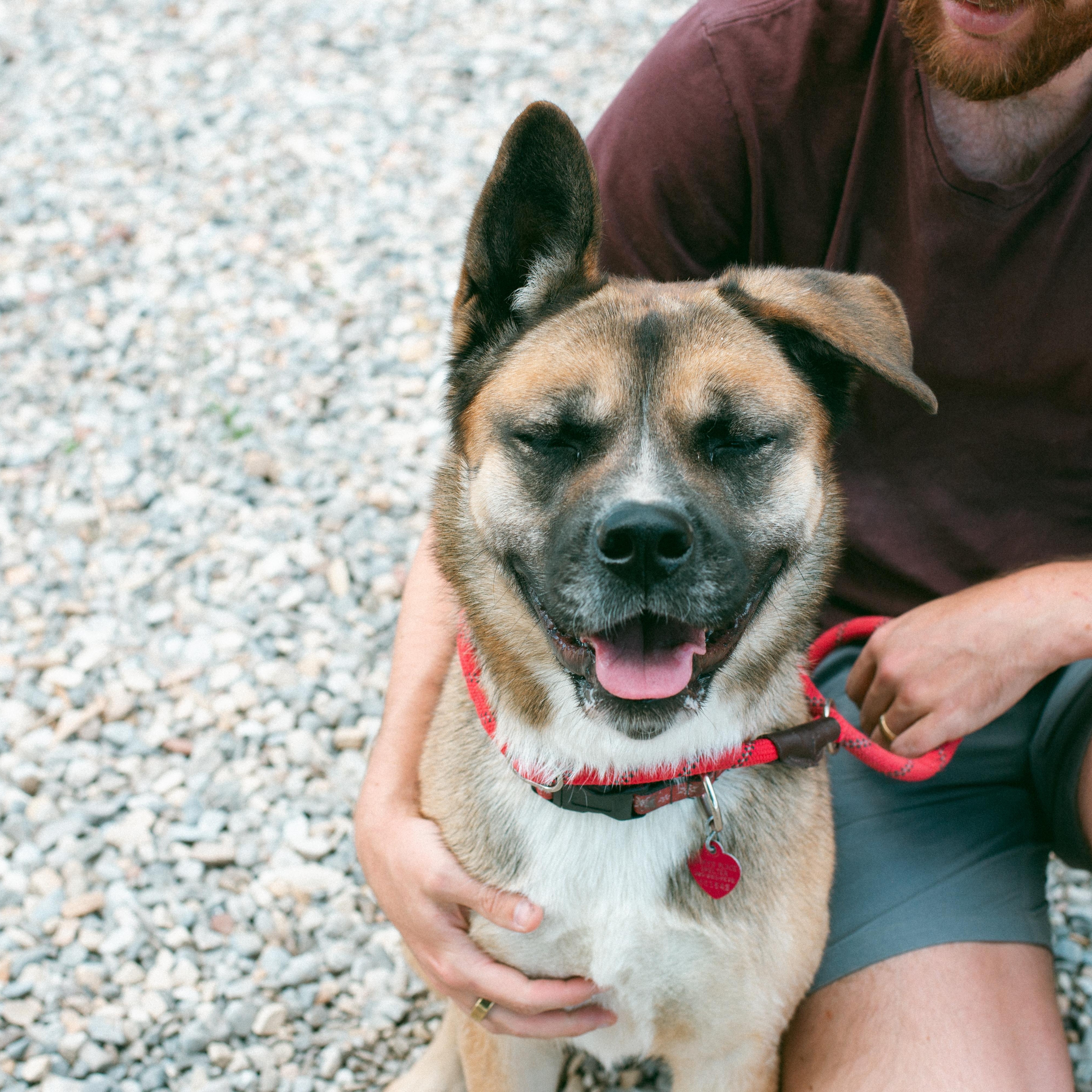 Akira, a Adoptable mixed breed in Thayne, WY image 2/6