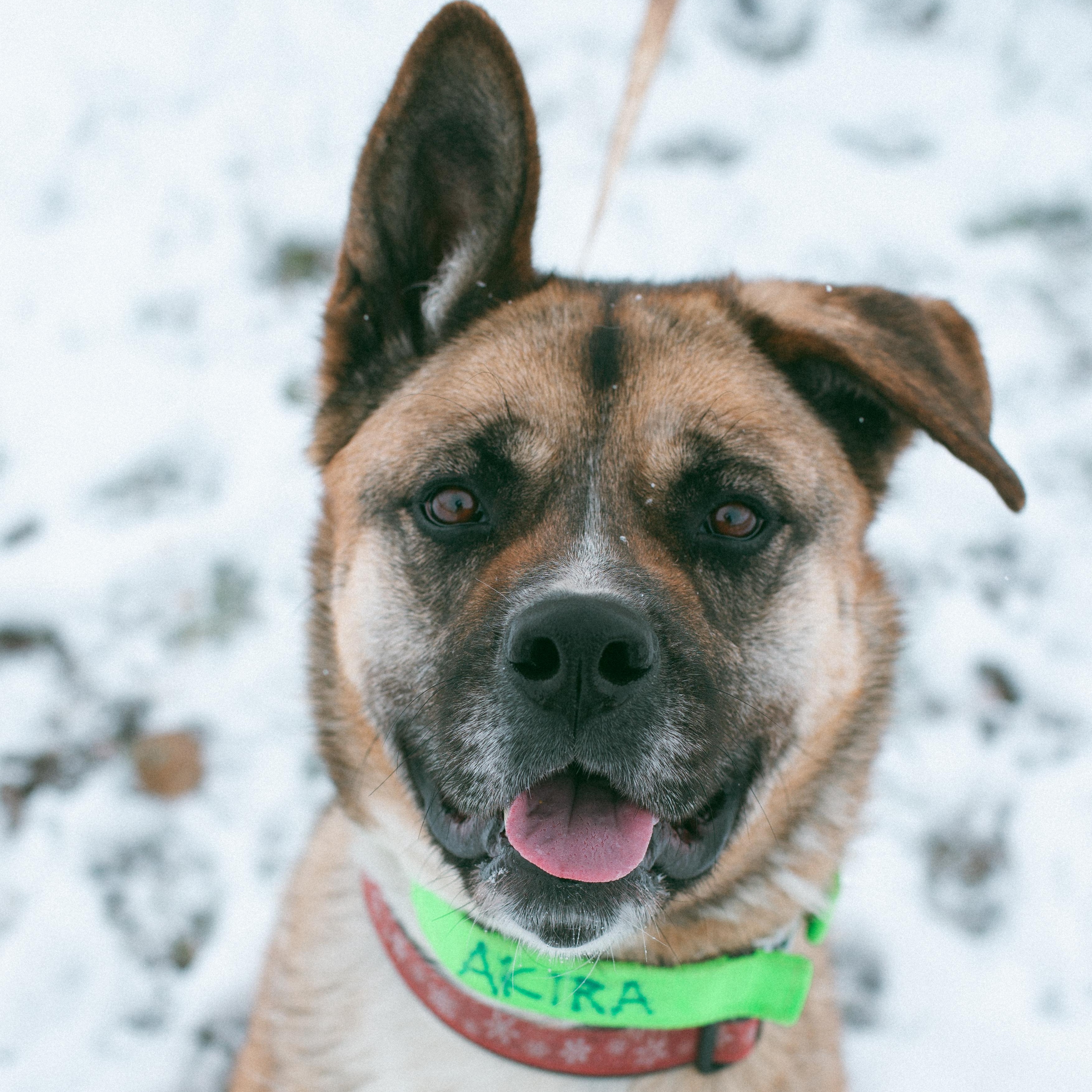 Akira, Adoptable, Adult Female Akita & German Shepherd Dog.