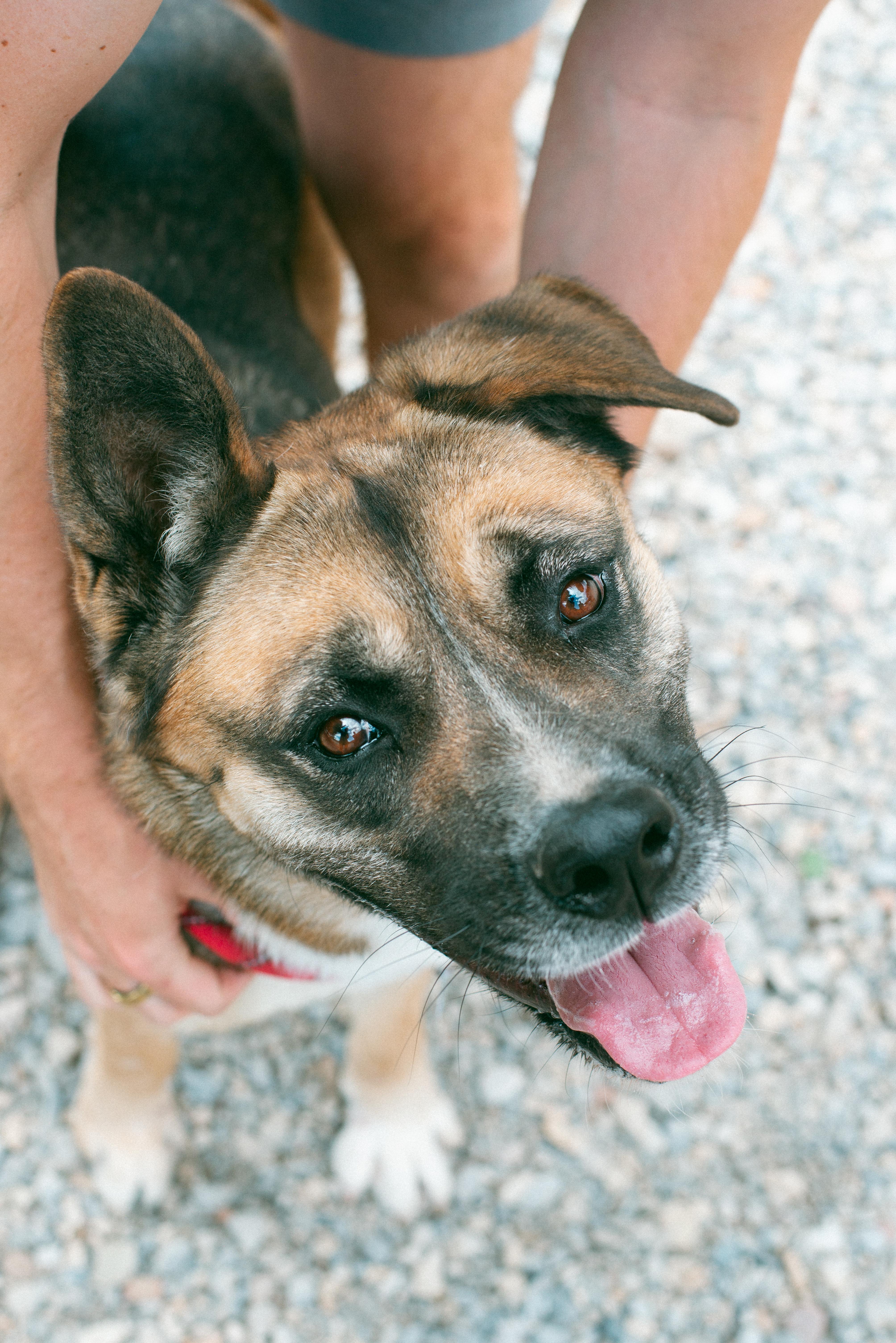 Akira, an adoptable Akita, German Shepherd Dog in Thayne, WY, 83127 | Photo Image 1