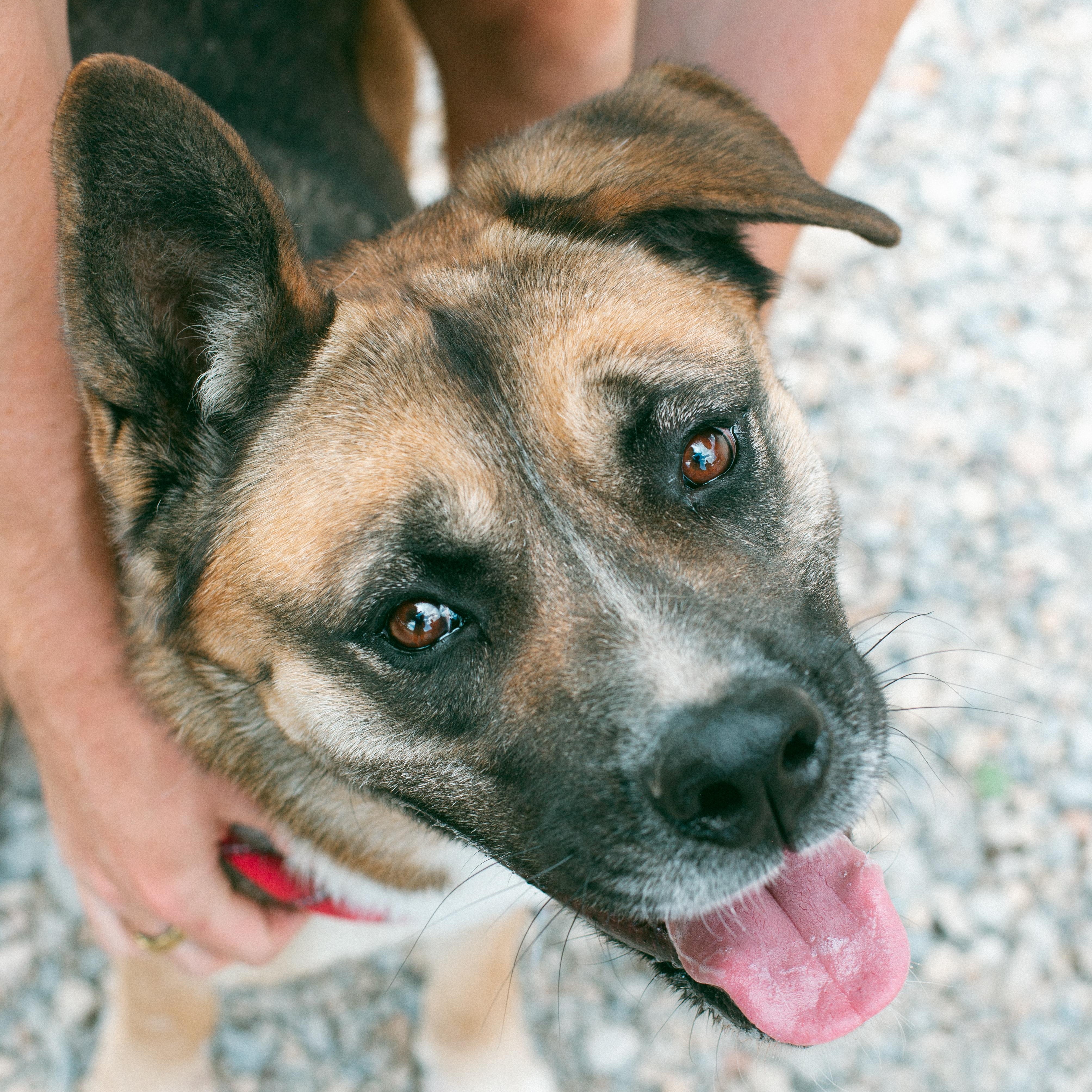 Akira, a Adoptable mixed breed in Thayne, WY image 1/6