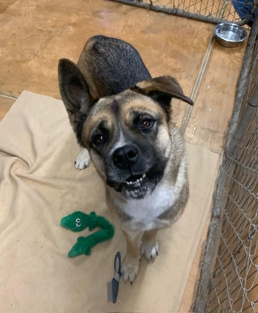 Akira, an adoptable Akita, German Shepherd Dog in Thayne, WY, 83127 | Photo Image 2