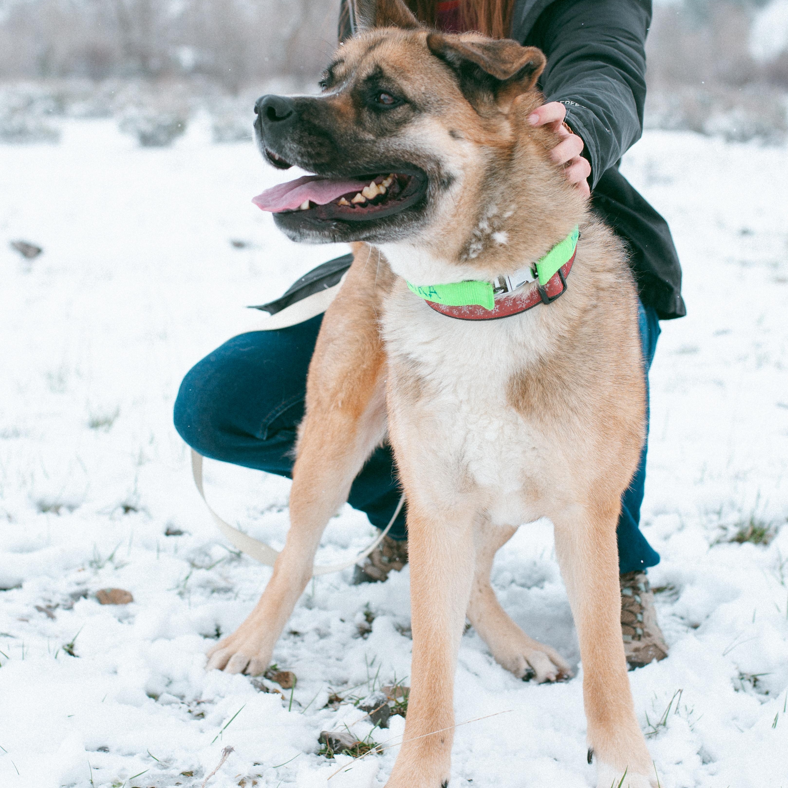 Enlarge Akira, a Adoptable mixed breed in Thayne, WY image 6/6