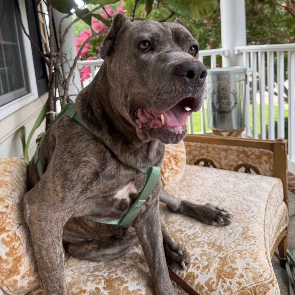 Enlarge Hugo, a Adoptable Cane Corso in manchester, PA image 1/6