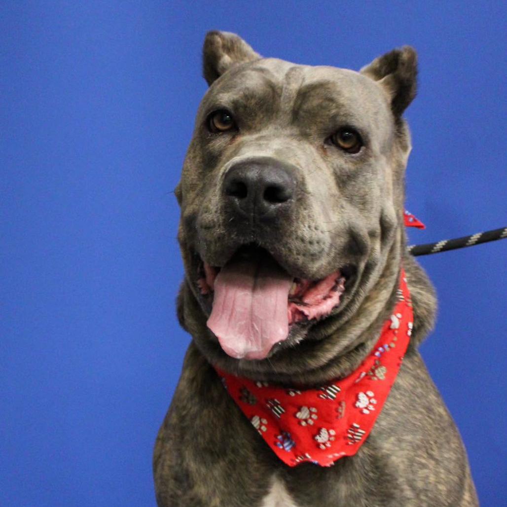 Enlarge Hugo, a Adoptable Cane Corso in manchester, PA image 2/6
