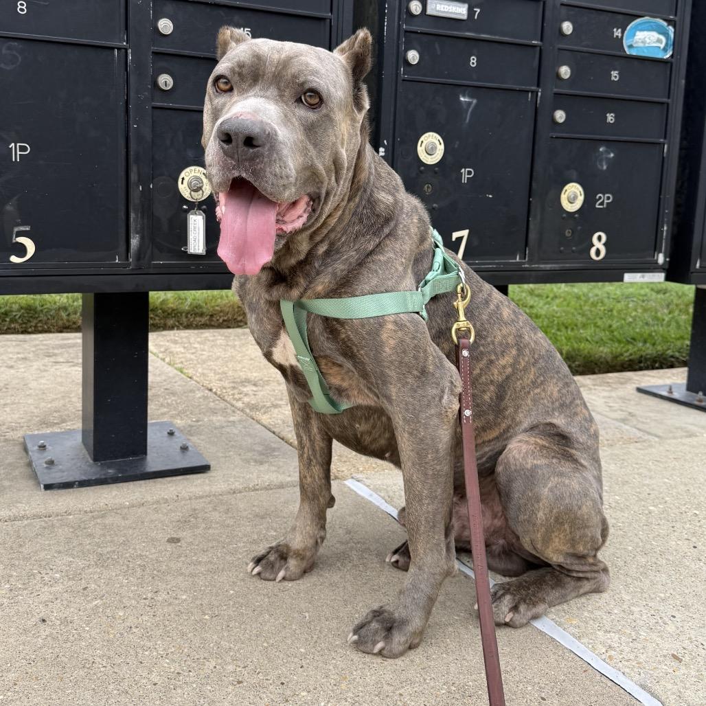 Enlarge Hugo, a Adoptable Cane Corso in manchester, PA image 3/6