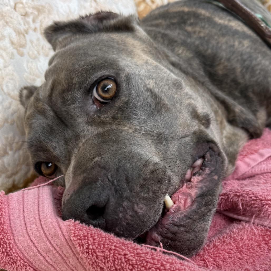 Enlarge Hugo, a Adoptable Cane Corso in manchester, PA image 4/6