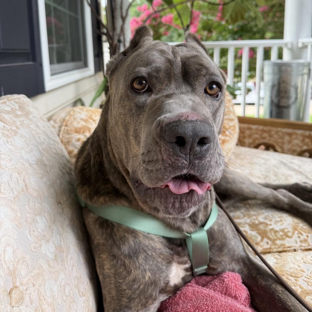 Enlarge Hugo, a Adoptable Cane Corso in manchester, PA image 5/6