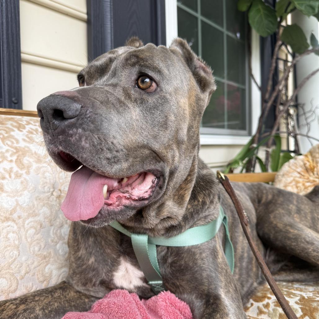 Enlarge Hugo, a Adoptable Cane Corso in manchester, PA image 6/6