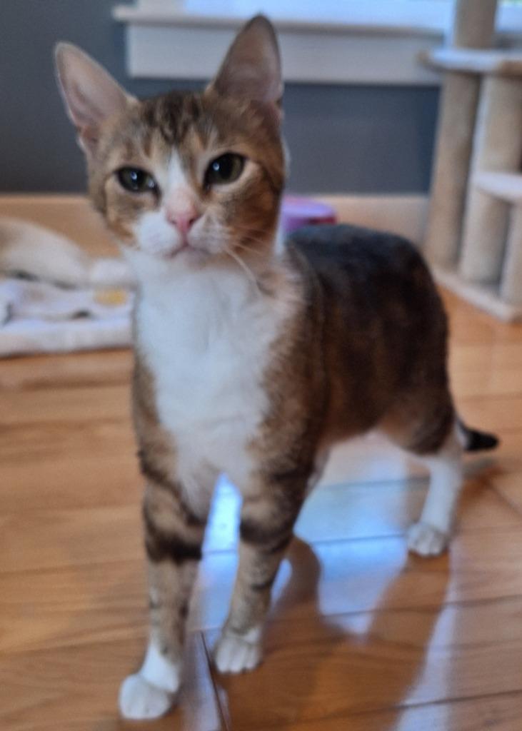 Champagne, Adoptable, Young Female Domestic Short Hair.