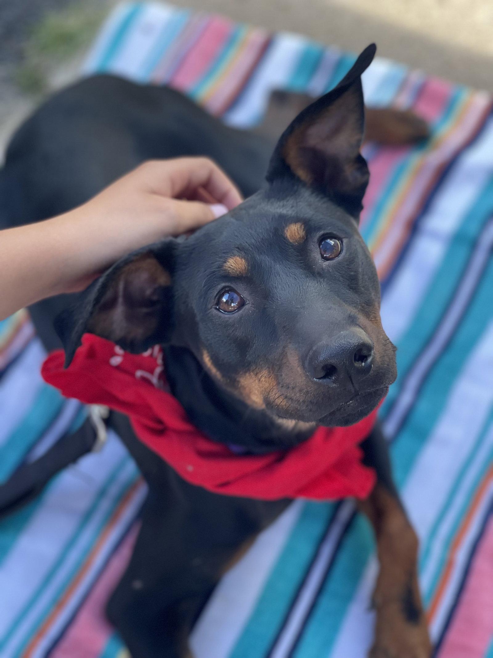 Tank, Adoptable, Adult Male Miniature Pinscher & Terrier.