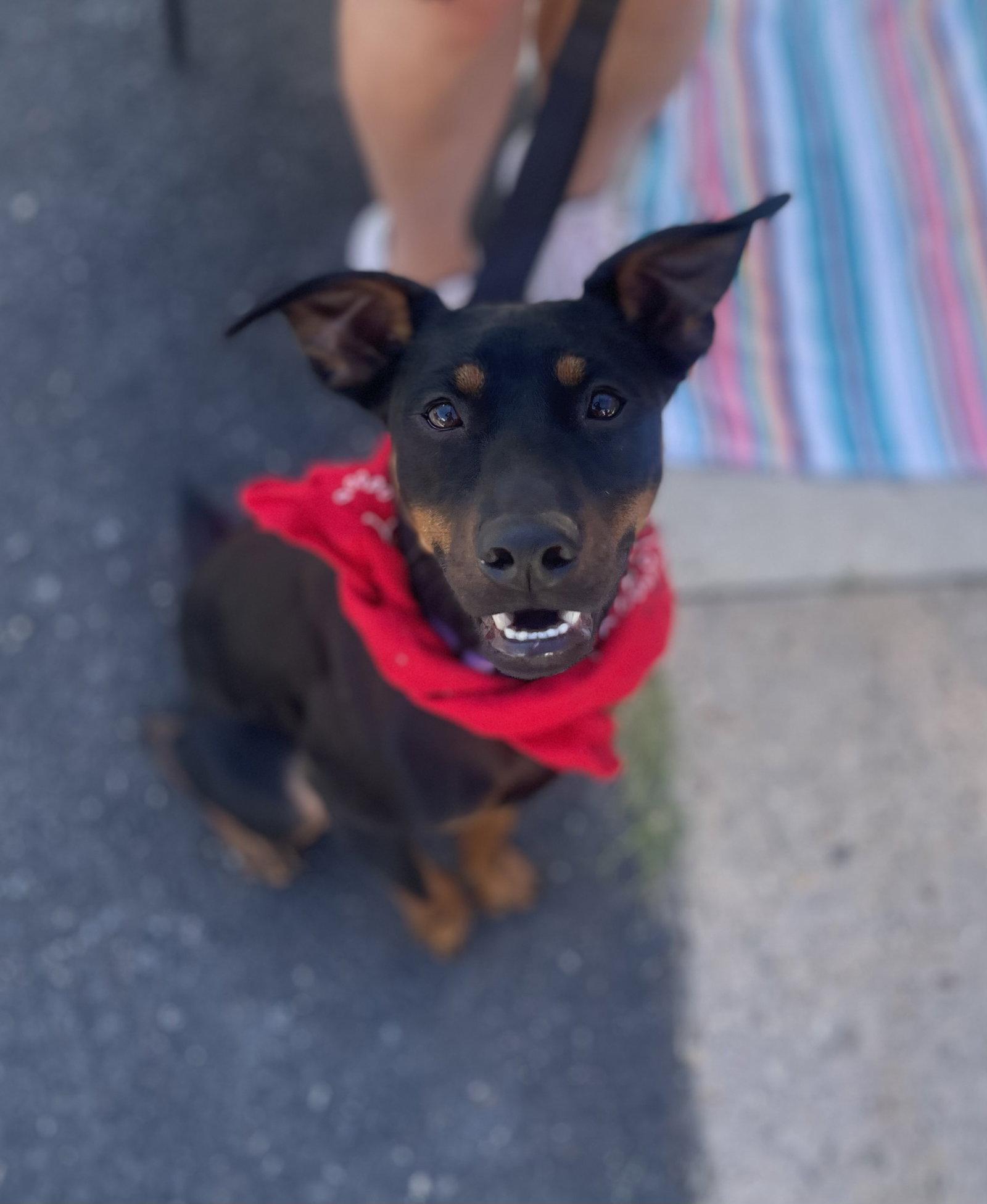 Enlarge Tank, a Adoptable mixed breed in Blackwood, NJ image 2/3
