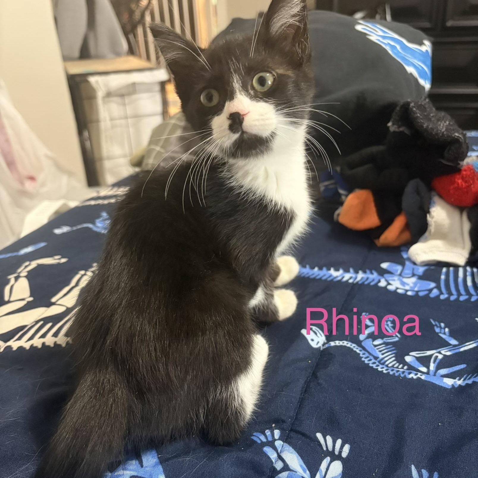 Enlarge Rhinoa, an adopted Domestic Short Hair in Davisburg, MI image 2/2