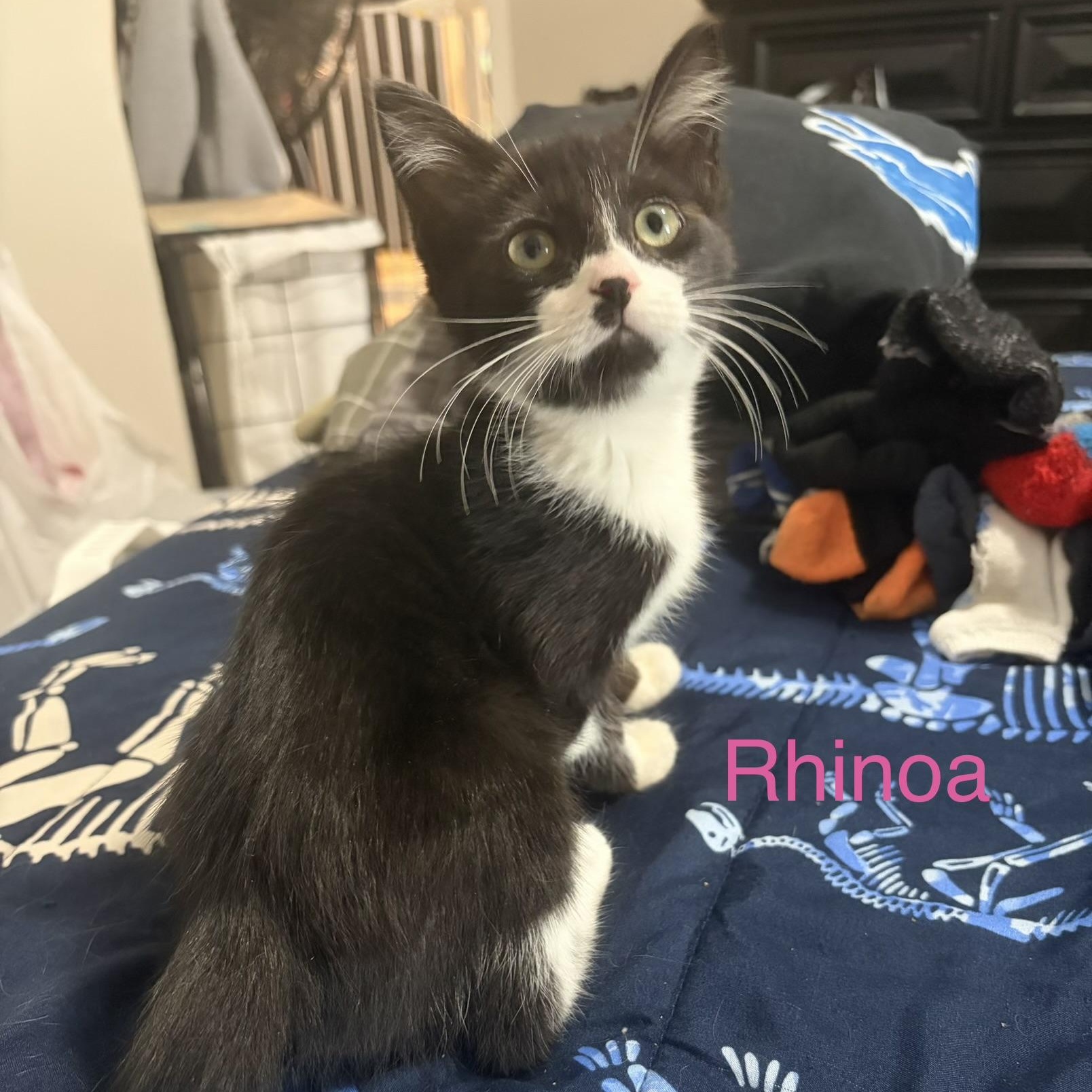 Rhinoa, adopted, Kitten Female Domestic Short Hair.